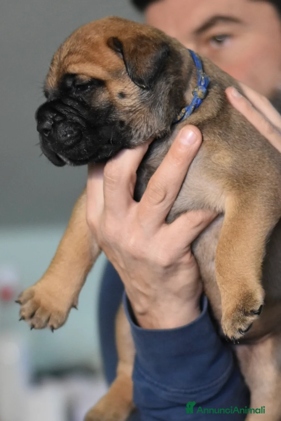 Bullmastiff cani per accoppiamento: Stallone disponibile - Annuncio 15