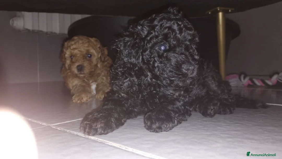 Barboncino Toy cani in vendita: Femmina barboncino Toy  a Provincia di Siena - Annuncio 3
