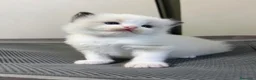 Ragdoll gatti in vendita: Straordinari cuccioli ragdoll a Provincia di Monza e della Brianza - Annuncio 7