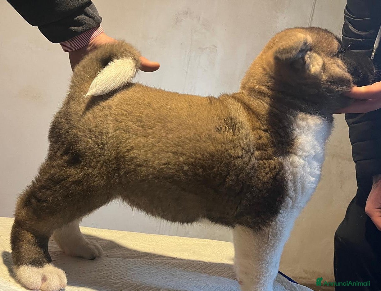 Akita Americano cani AKITA AMERICANO  - Annuncio 2