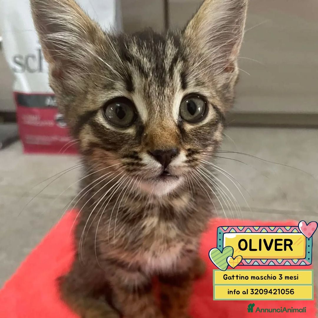 Meticcio gatti OLIVER gattino maschio 3 mesi cerca casa adozione - Annuncio 1