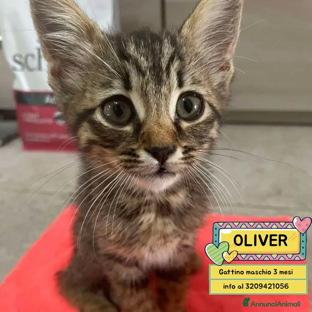 Meticcio gatti in regalo: OLIVER gattino maschio 3 mesi cerca casa adozione - Annuncio 1