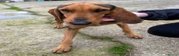 Segugio cani in regalo: BOBO 💙 dietro la timidezza c’è un tesoro a Provincia di Bergamo - Annuncio 2