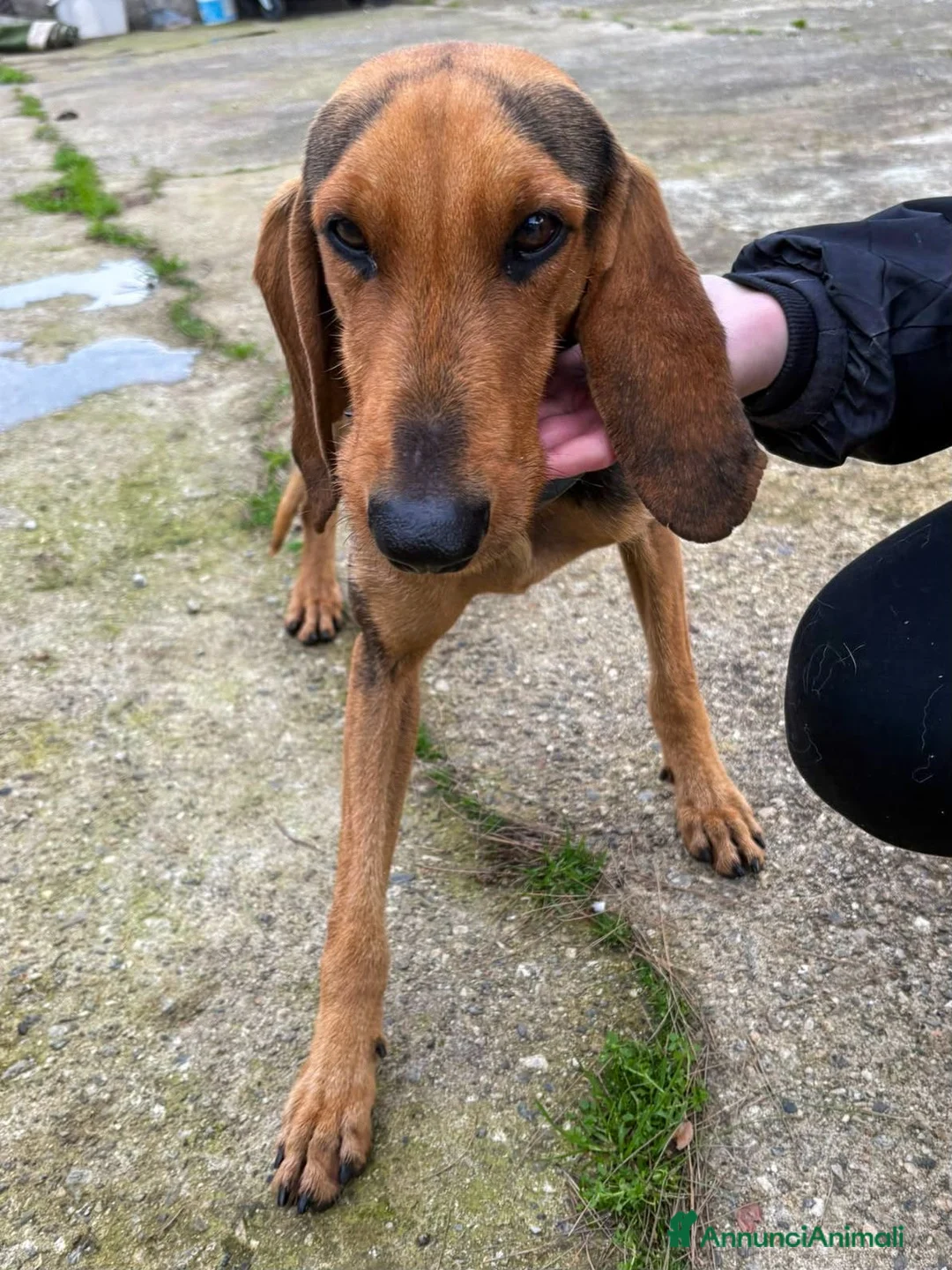 Segugio cani in regalo: BOBO 💙 dietro la timidezza c’è un tesoro a Provincia di Bergamo - Annuncio 2
