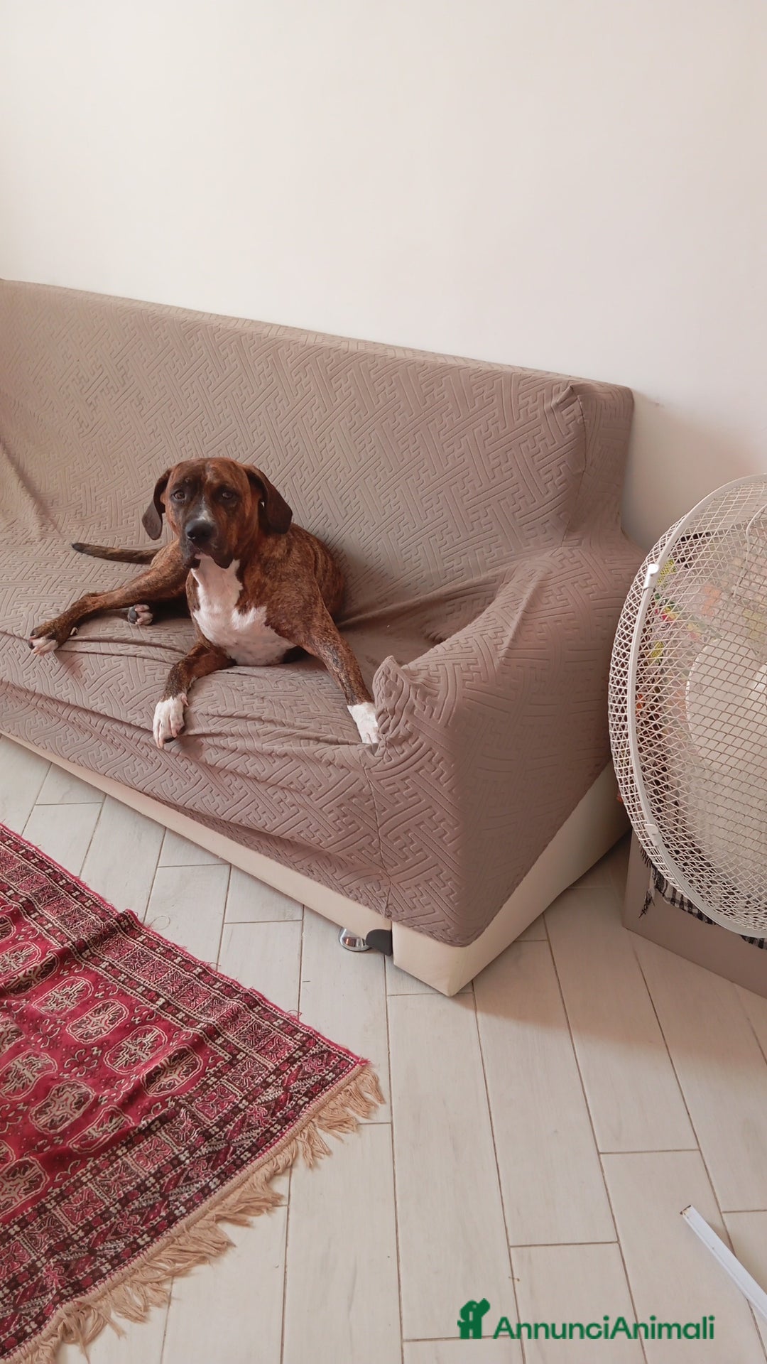 Meticcio cani per accoppiamento: Scyro - Annuncio 5