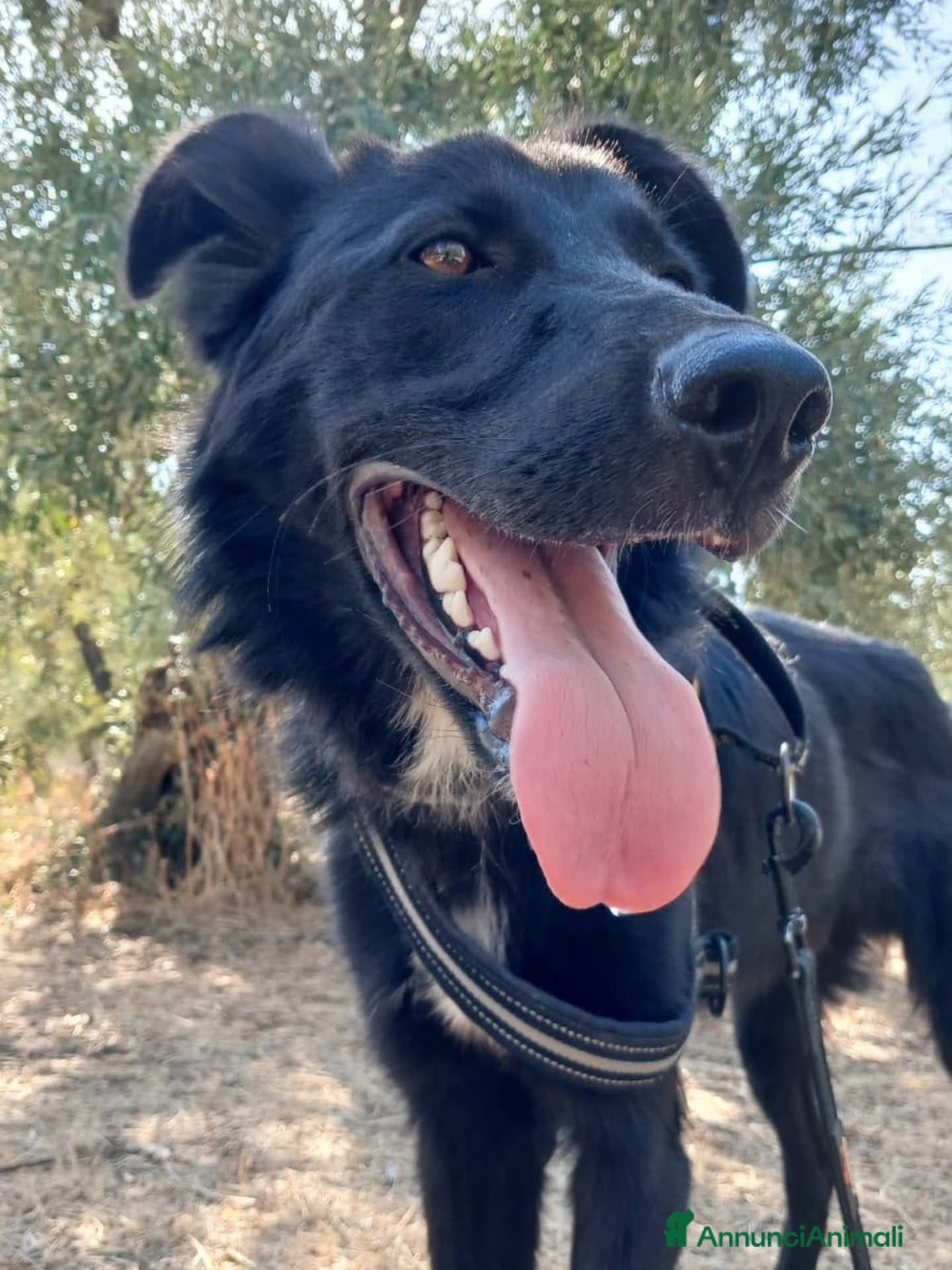Meticcio cani Buio, un cucciolo in cerca di aiuto  - Annuncio 3