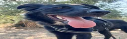 Meticcio cani in regalo: Buio, un cucciolo in cerca di aiuto  - Annuncio 1