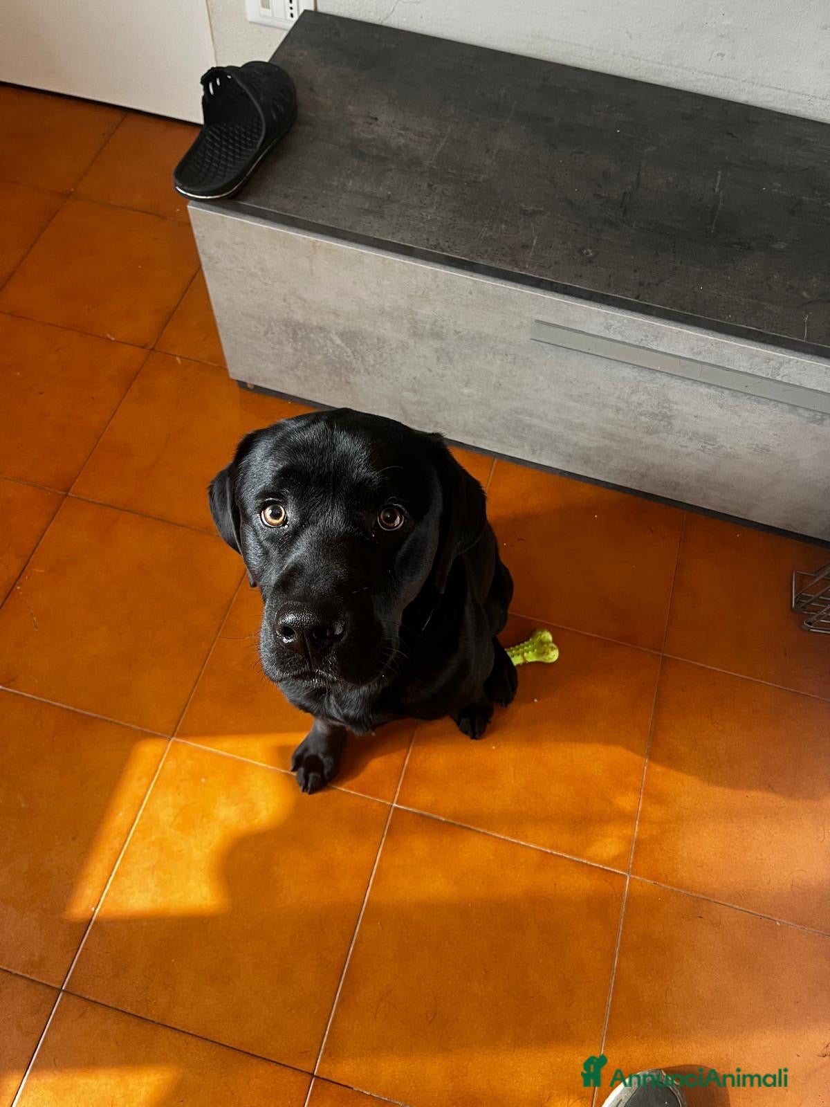 Labrador cani Regalo Labrador Nero - Annuncio 37