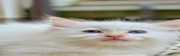 Ragdoll gatti in vendita: cucciolo ragdoll disponibile genitori con pedigree - Annuncio 3
