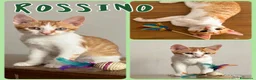 Europeo gatti in regalo: Gattini di 3-4 mesi  a Provincia di Vicenza - Annuncio 8