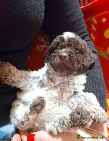 Lagotto cani a Città metropolitana di Roma Capitale - Annuncio 4
