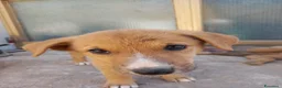 Altre razze cani in regalo: Cuccioli in regalo - Annuncio 3