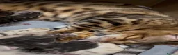 Bengala gatti in vendita: Bellissimi cuccioli di bengala - Annuncio 3