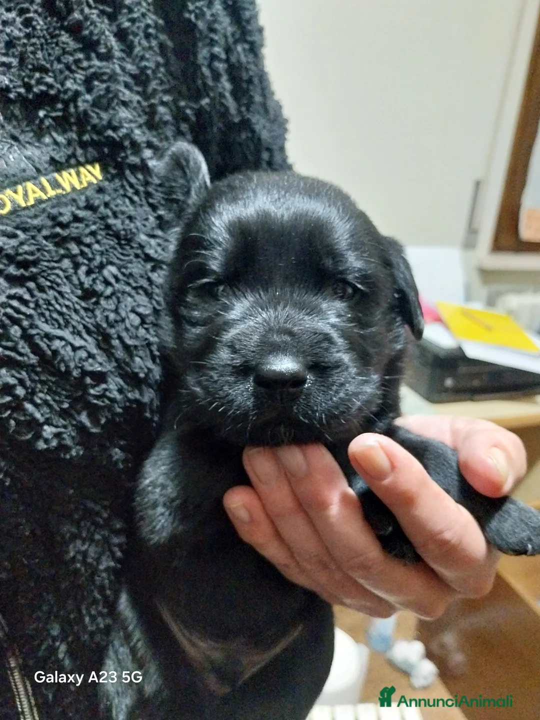 Labrador cani in vendita: Labrador - Annuncio 4