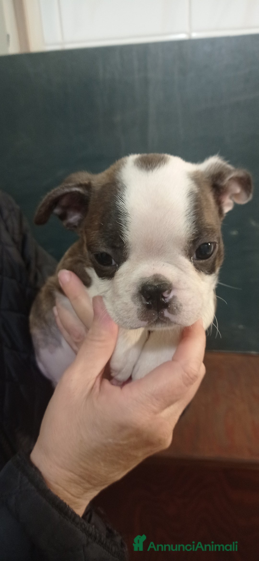 Boston Terrier cani in vendita: Cuccioli di Boston terrier selezionati disponibili - Annuncio 6