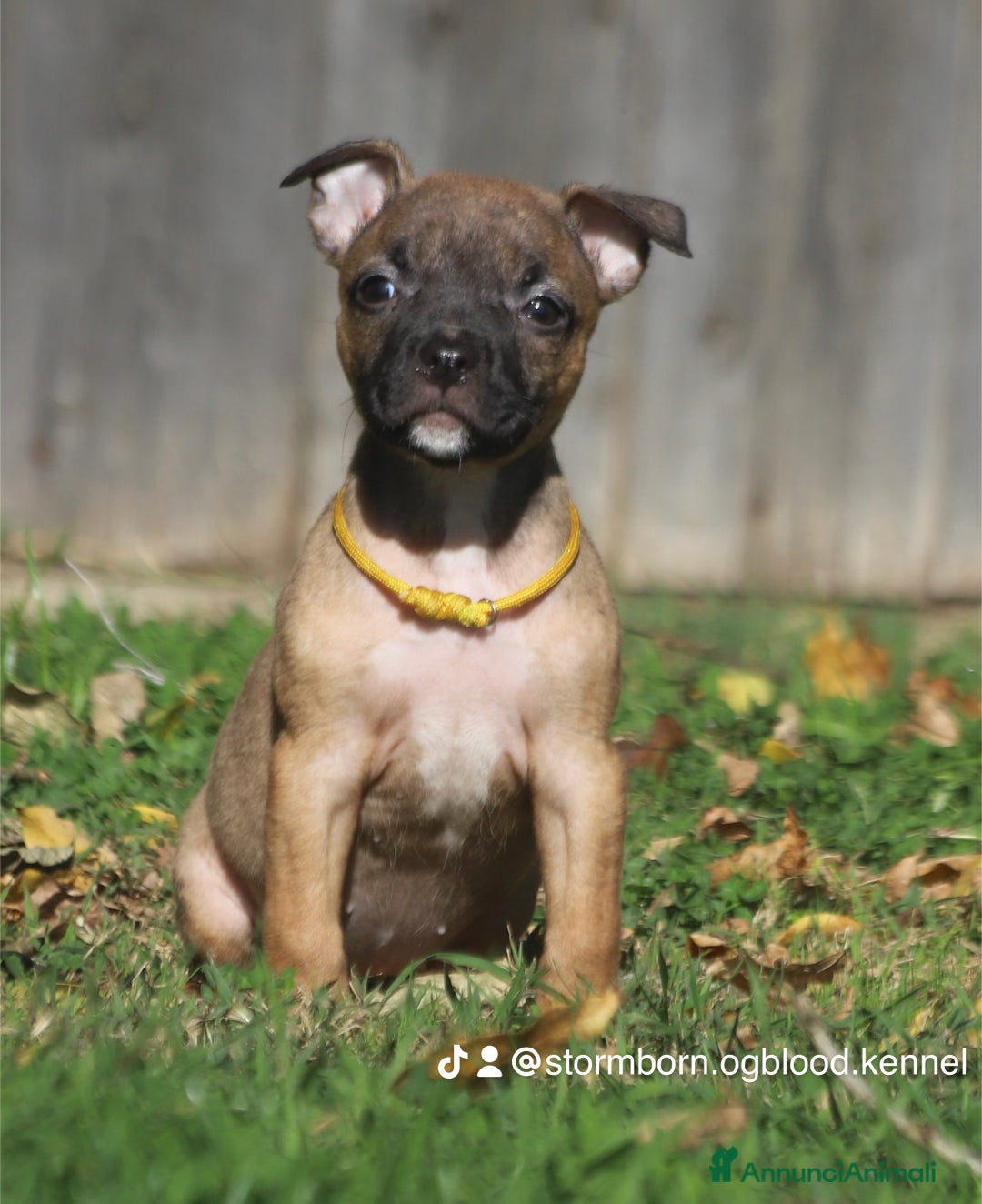 Pitbull cani in vendita: Cuccioli Pit Bull con Pedigree anche a rate - Annuncio 30