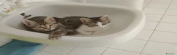 Meticcio gatti in regalo: Gattini  - Annuncio 4