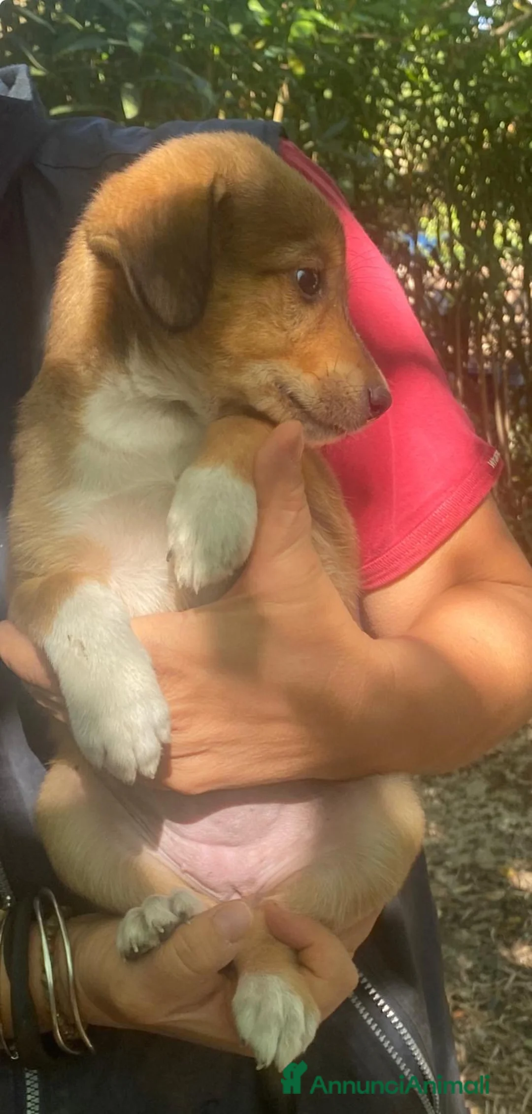 Meticcio cani in regalo: MIA 🩷 QUEL MUSETTO CERCA PROPRIO TE 😍 a Provincia di Prato - Annuncio 4