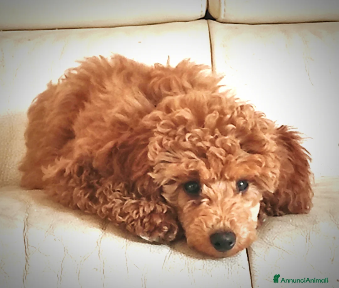 Immagine della galleria {{count}}