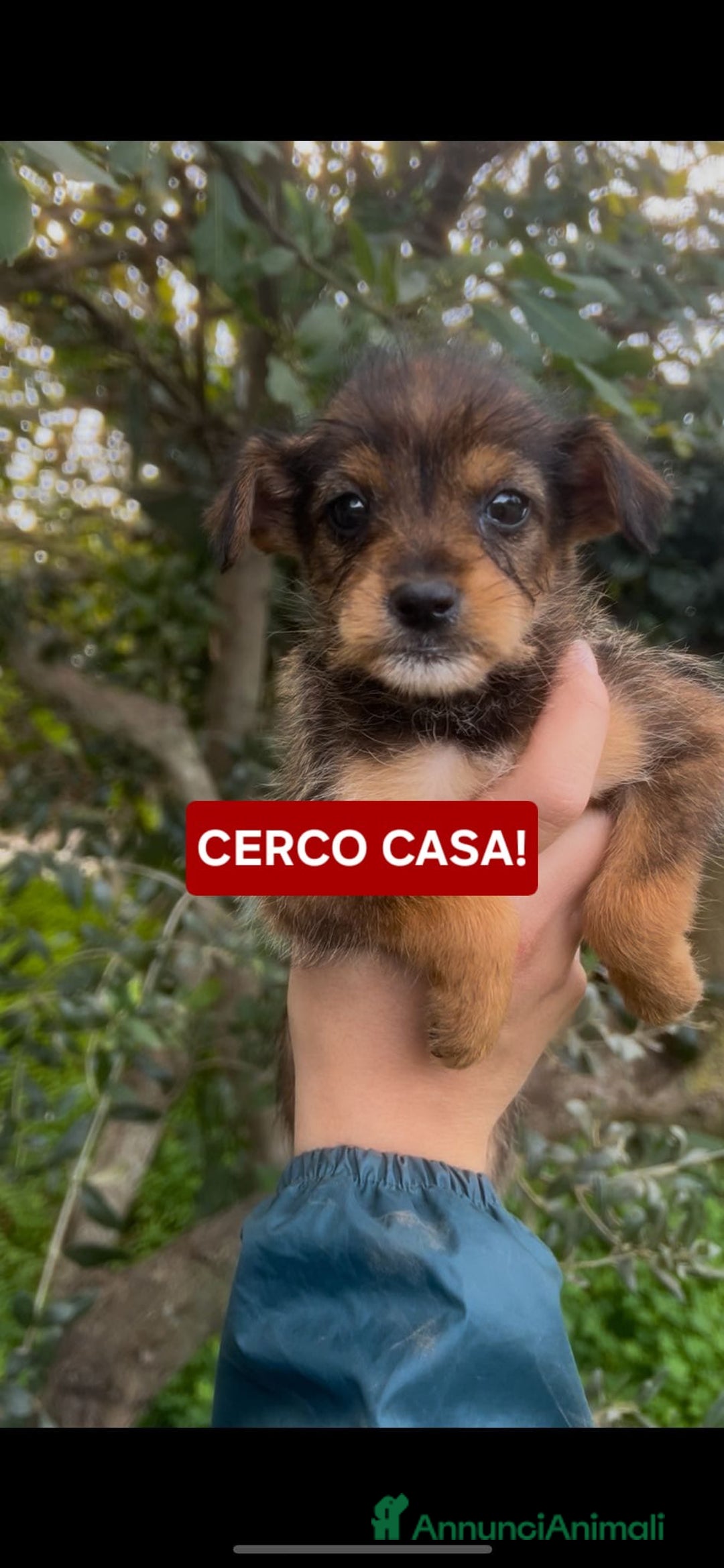 Meticcio cani in regalo: ISA 🩷 - cucciola taglia piccola, cerca famiglia  - Annuncio 6