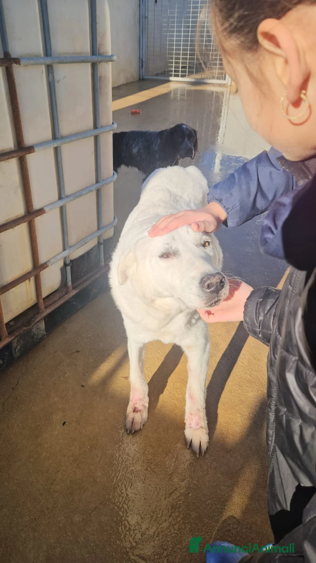 Meticcio cani in regalo: Consuelo: dolce, equilibrata, socievole  a Città Metropolitana di Genova - Annuncio 14