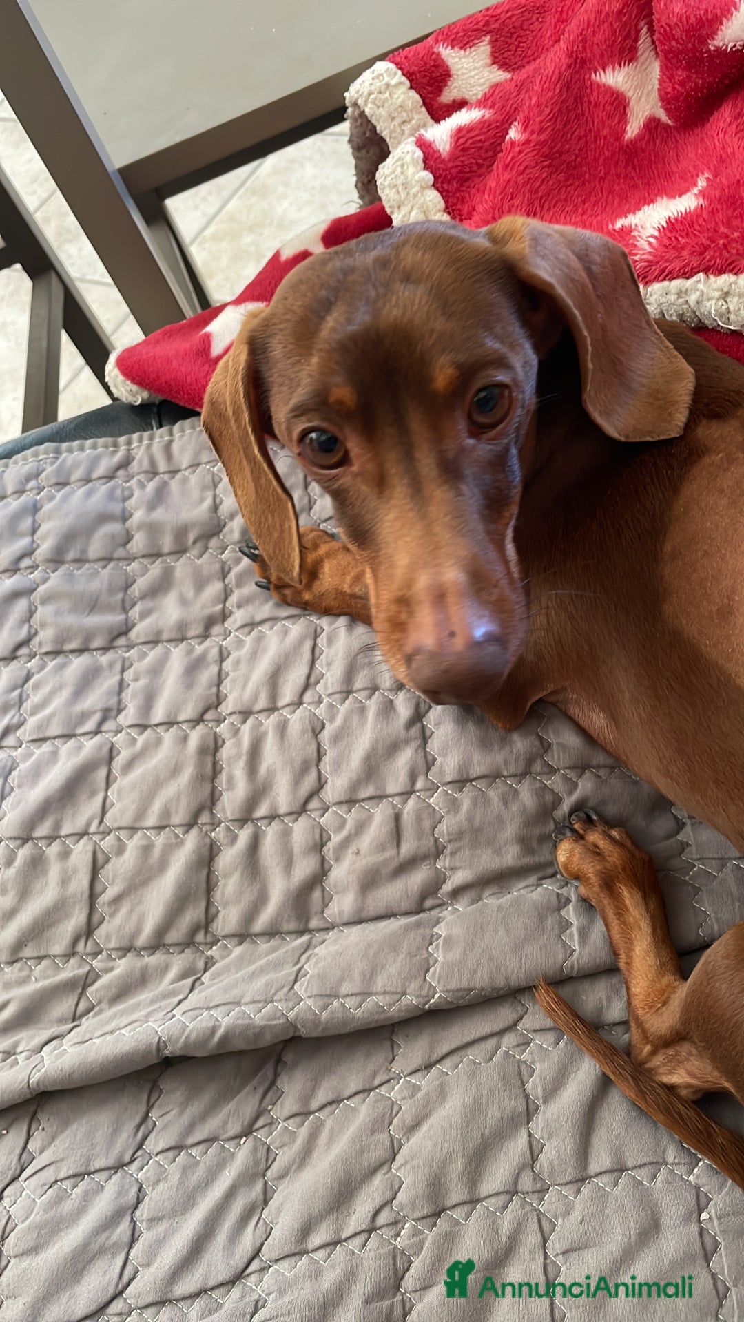 Bassotto cani per accoppiamento: Accoppiamento  - Annuncio 3