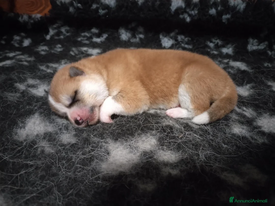 Akita Inu cani in vendita: ULTIMO CUCCIOLO DI AKITA DISPONIBILE  - Annuncio 1