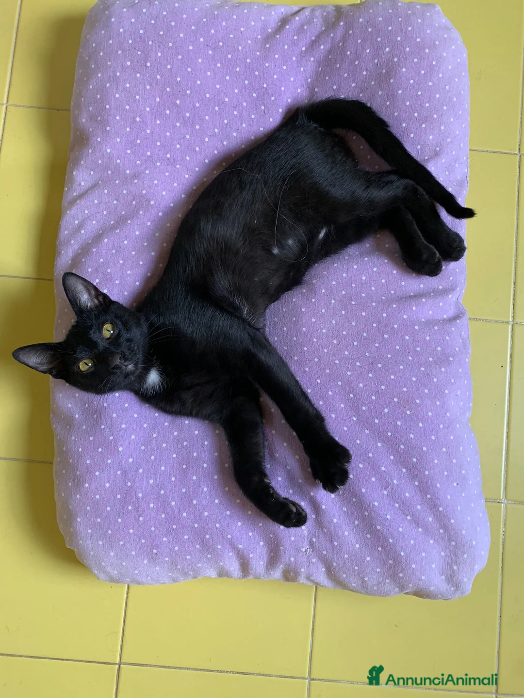 Europeo gatti in regalo: quattro gattini neri di due mesi - Annuncio 2