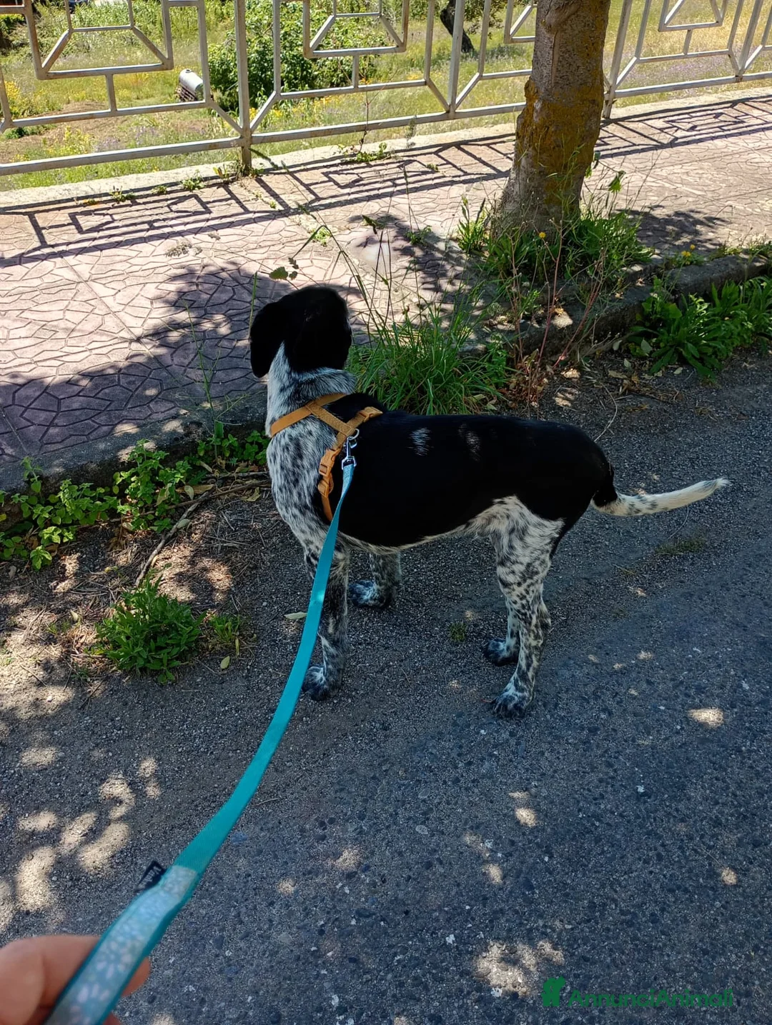 Meticcio cani in regalo: YUKI ASPETTA UNA FAMIGLIA  a Città metropolitana di Milano - Annuncio 4