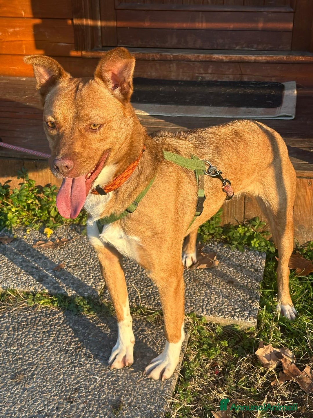 Meticcio cani in regalo: LUCKY BELLISSIMO - Annuncio 6