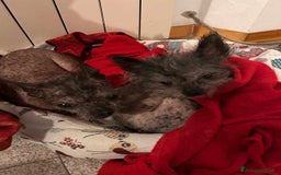 Altre razze cani in regalo: LAMPONE & MIRTILLO, mini CANI NUDI CINESI fifoni! a Città Metropolitana di Firenze - Immagine 3