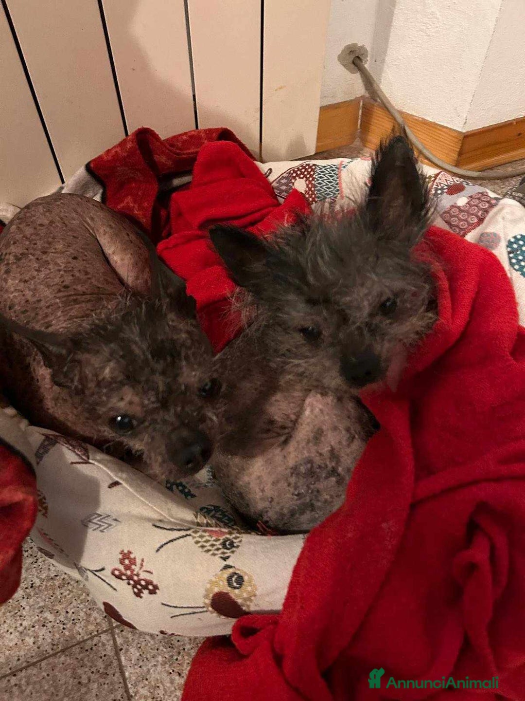 Altre razze cani in regalo: LAMPONE & MIRTILLO, mini CANI NUDI CINESI fifoni! a Città Metropolitana di Firenze - Immagine 3