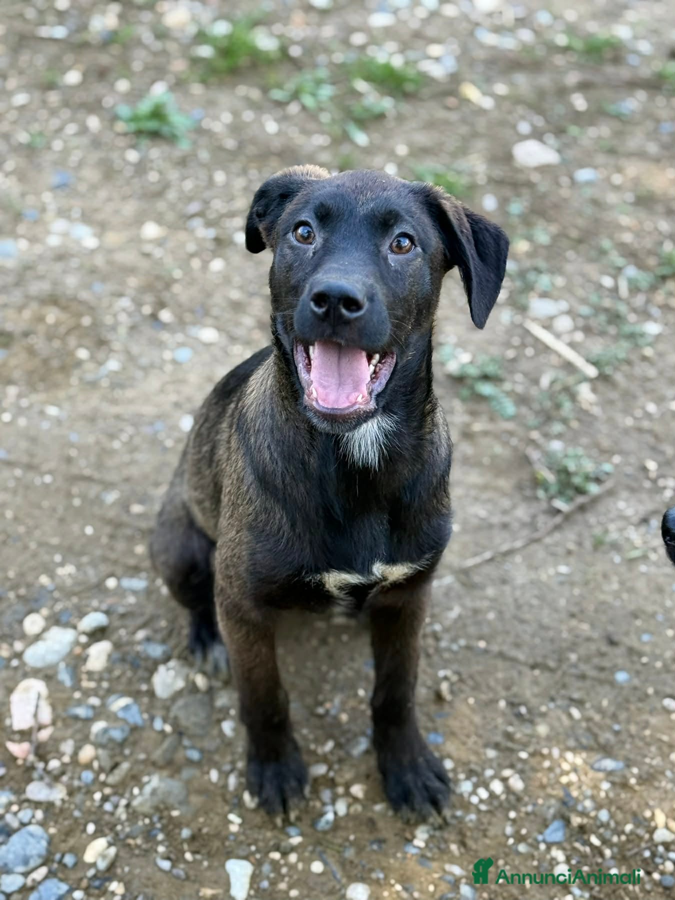 Meticcio cani in regalo: SILVER & STEEL, cuccioli dal manto argenteo!  - Annuncio 6