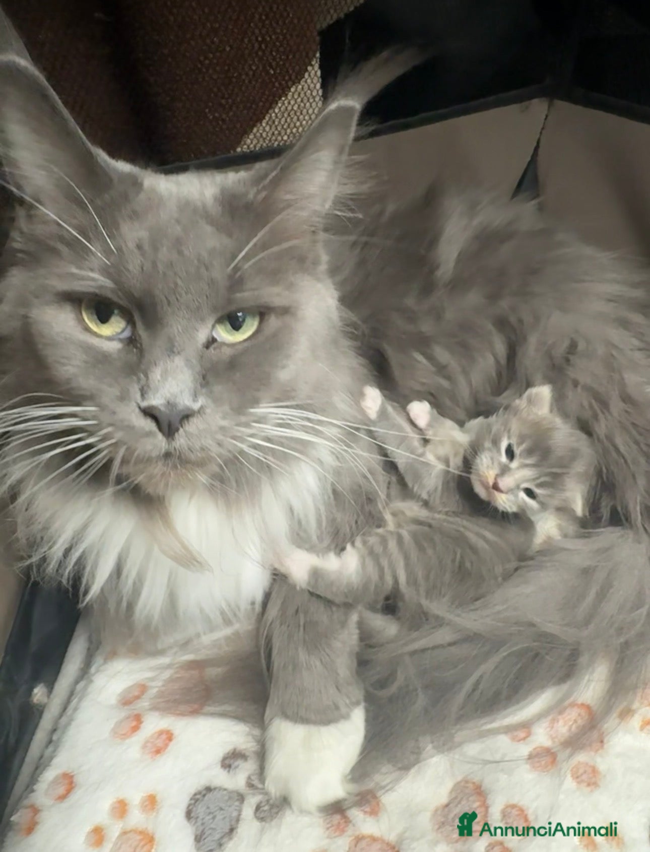 Maine Coon gatti Cucciola di Maine coon - Annuncio 3