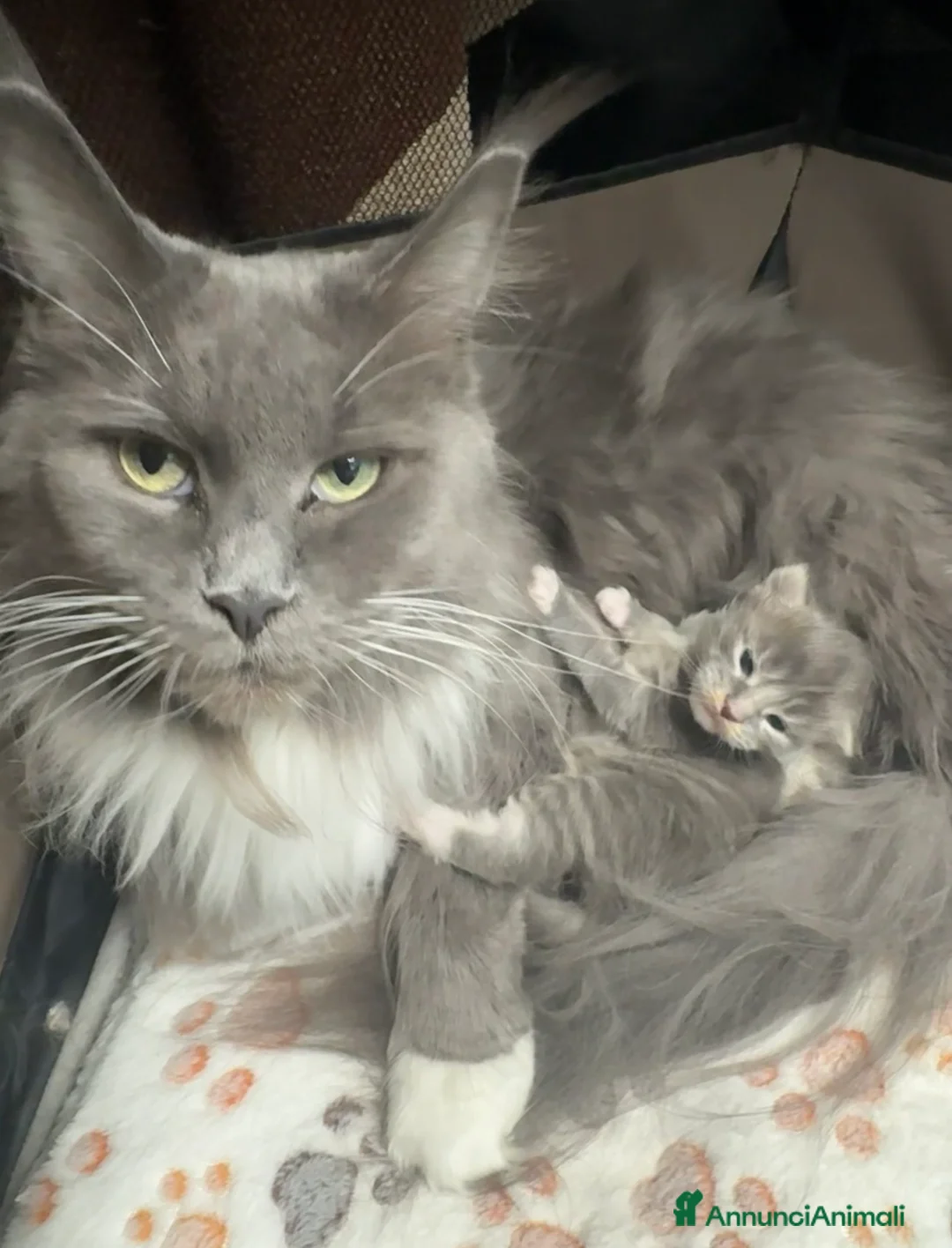 Maine Coon gatti in vendita: Cucciola di Maine coon - Annuncio 1