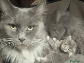 Maine Coon gatti Cucciola di Maine coon - Annuncio 3