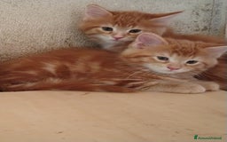Maine Coon gatti in vendita: Cuccioli Red tabby a Provincia di Ravenna - Immagine 1