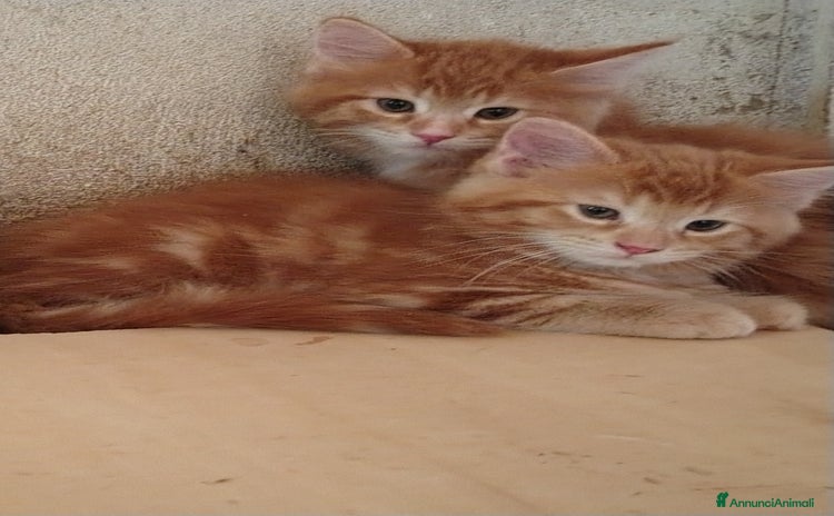 Maine Coon gatti a Provincia di Ravenna - Annuncio 13