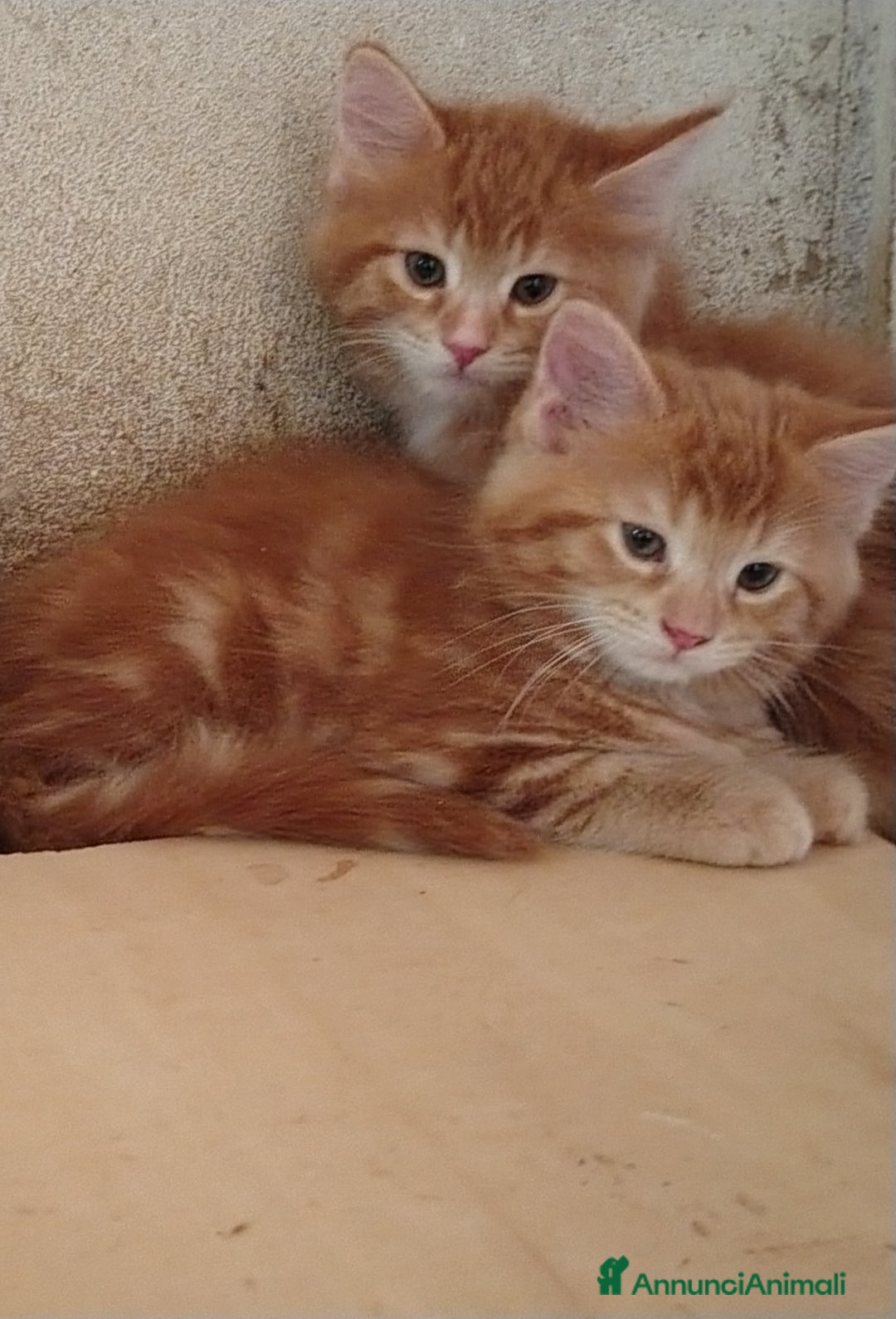Maine Coon gatti in vendita: Cuccioli Red tabby a Provincia di Ravenna - Immagine 1