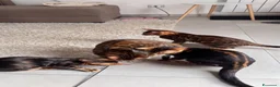 Bengala gatti in vendita: Bengala TICA Bellissimi ed Adorabili  a Città Metropolitana di Napoli - Annuncio 11