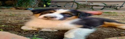 Australian Shepherd cani in vendita: cuccioli di pastore Australiano con pedigree ENCI - Annuncio 12
