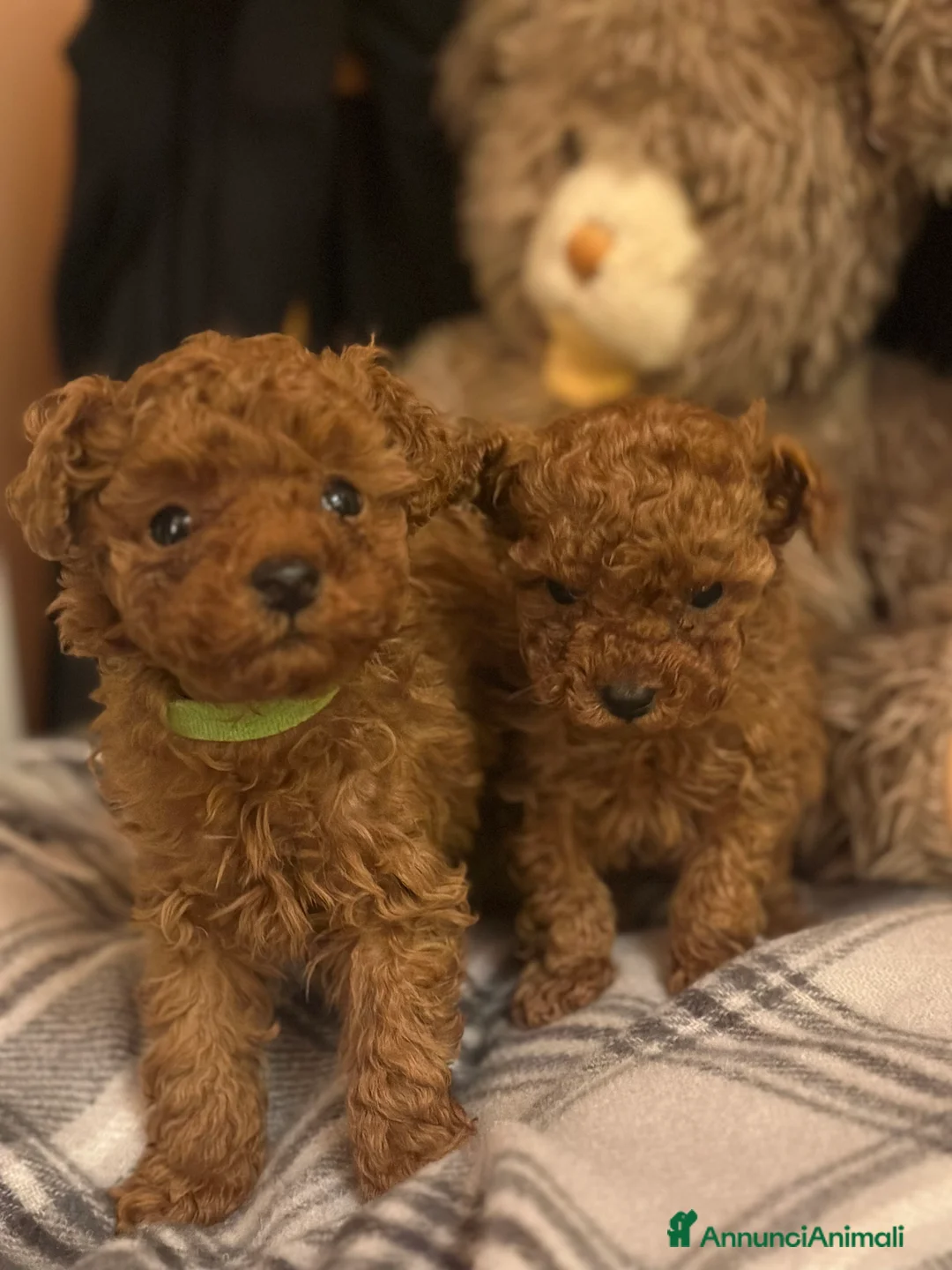 Barboncino Toy cani in vendita: Cuccioli Barbone toy color fulvo - Annuncio 3