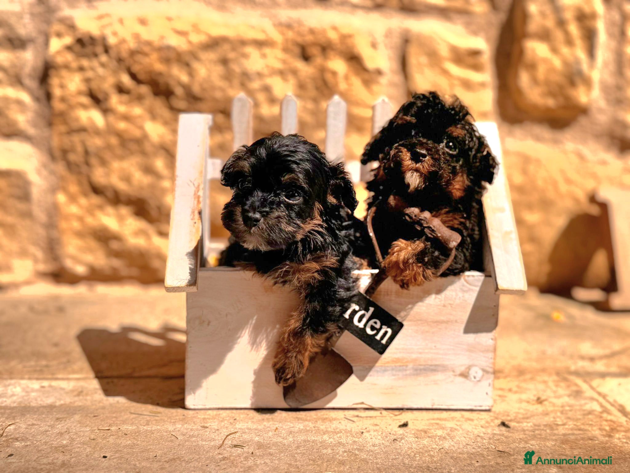 Maltipoo cani in vendita: Cuccioli Maltipoo a Città Metropolitana di Bologna - Annuncio 2