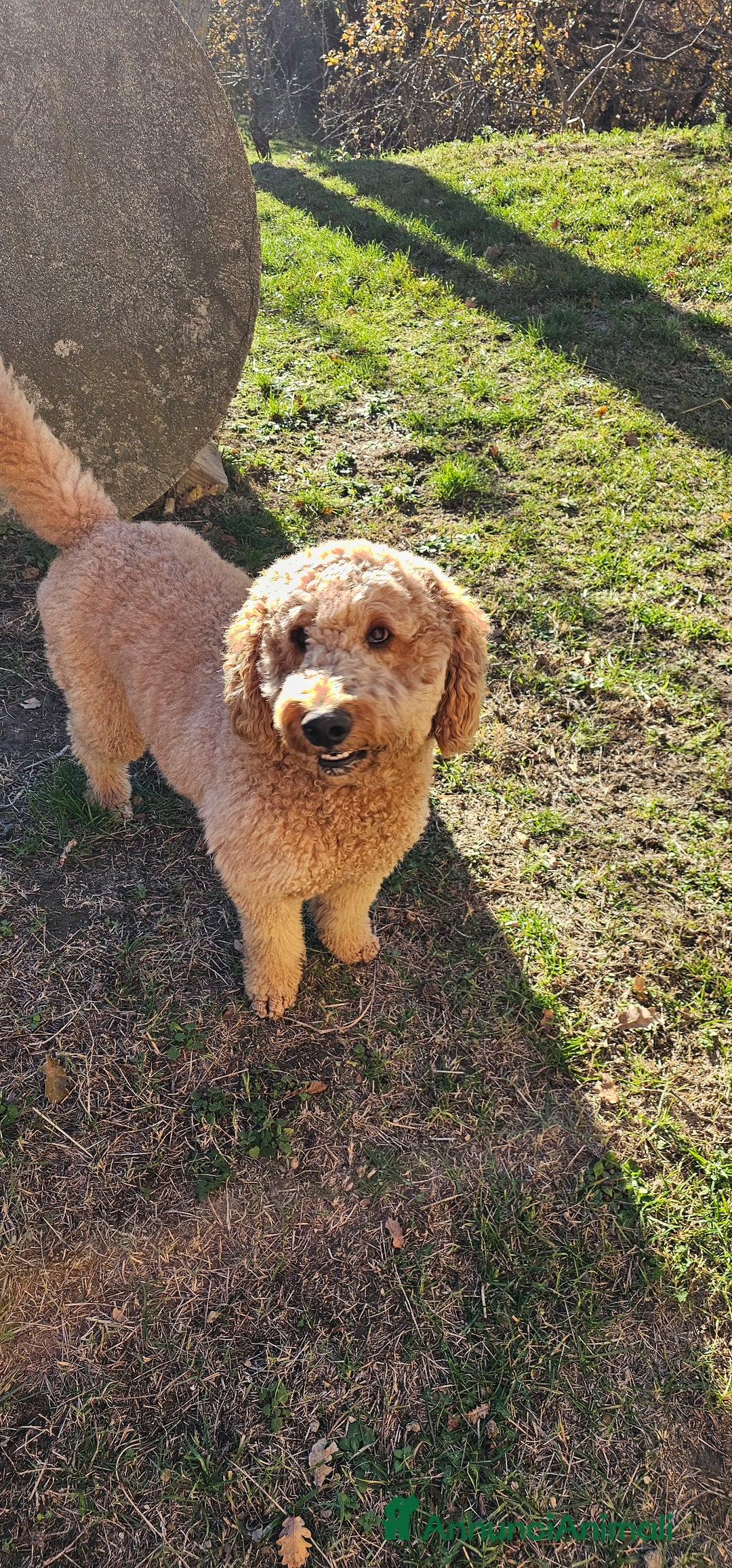 Altre razze cani per accoppiamento: Golden Doodle F1B per accoppiamento  - Annuncio 5
