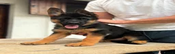 Pastore Tedesco cani in vendita: Cuccioli pastore tedesco  a Provincia di Como - Annuncio 3