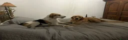 Meticcio cani in regalo: Adozione di coppia? Sarebbe un miracolo - Annuncio 10