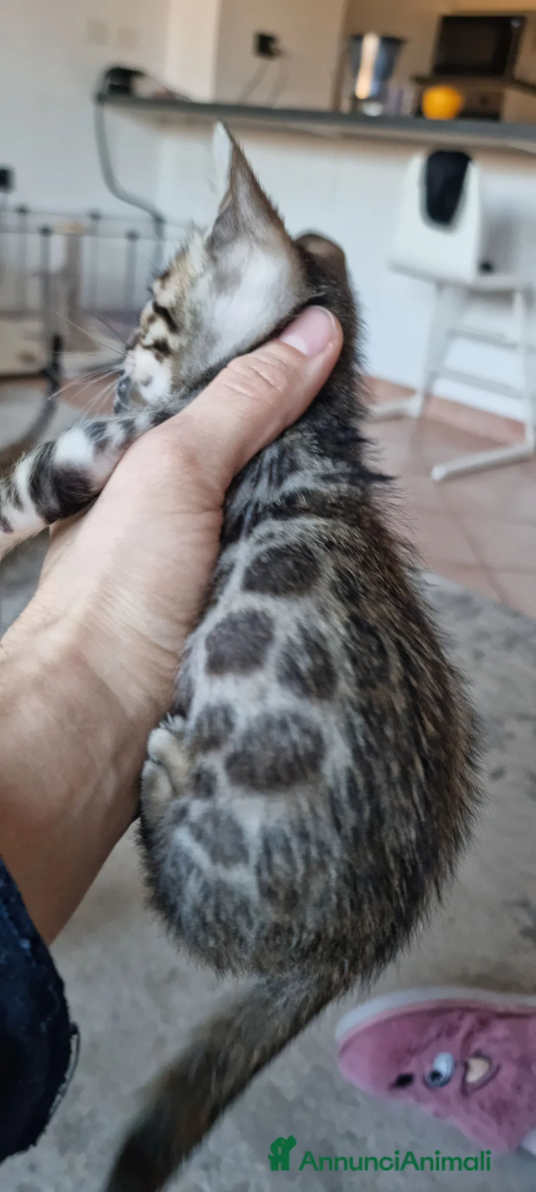 Bengala gatti in vendita: Femmina Bengala con Pedigree  - Annuncio 8