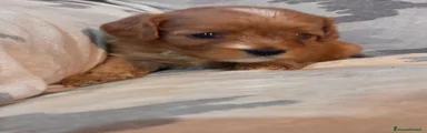 Cavapoo 6