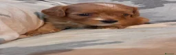 Cavapoo cani in vendita: Cuccioli di Cavapoo - Annuncio 18