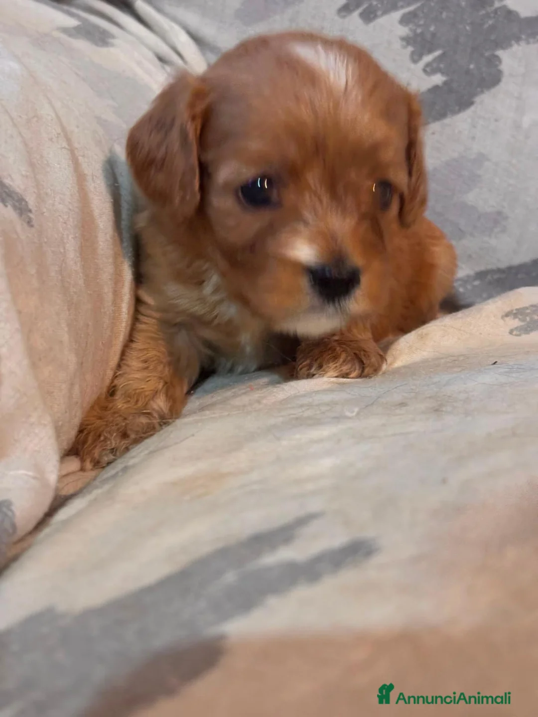 Cavapoo cani in vendita: Cuccioli di Cavapoo - Annuncio 18